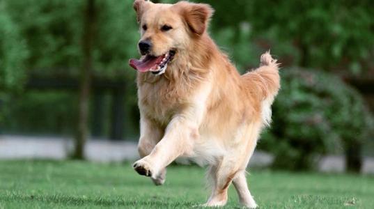 金毛犬有什么缺点？你可能养了只假金毛