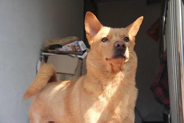 为什么同样是土狗，日本的柴犬价格很高而中华田园犬不招人待见？