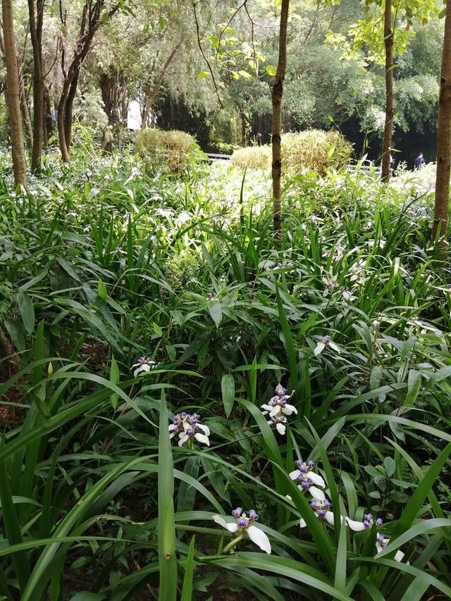 夏天来了，到南宁市里的这个天然氧吧，走花路