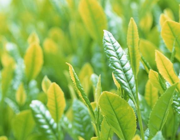 为什么街上有很多的茶叶店，茶叶的利润到底有多大？可算知道了
