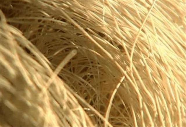 老农捡了块石头，上面长满“白发”，专家看后