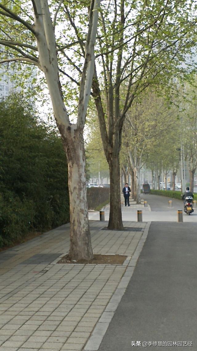 市政景观绿化养护之行道树栽植与养护