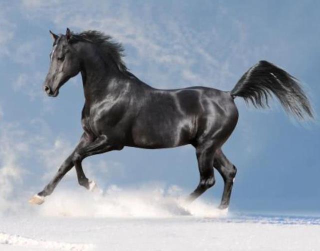 历史上赫赫有名的五匹战马, 个个都是“马中极品”