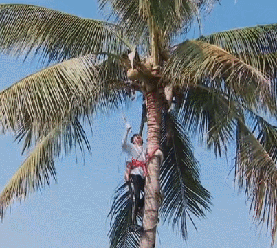 太危险！彭昱畅砍椰子镰刀脱落，何炅黄磊在下面发笑受质疑