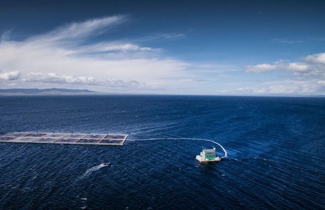 美国大力推广转基因三文鱼，却禁止在本国养殖