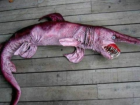这家伙是可怕的鱼，庆幸的是史前动物妖精鲨鱼和人类不在一起玩