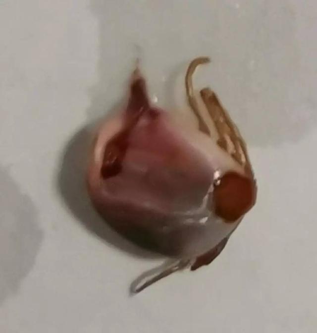 抚州人注意！近期高发！严重可致命