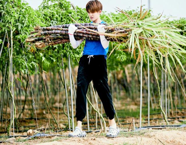 任嘉伦笑容的背后，连续拍摄三部作品咳嗽不停