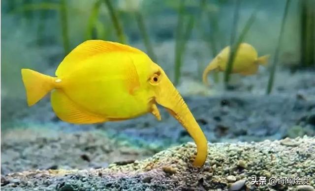 这就是神奇的大自然！这么奇妙的动物我第一次