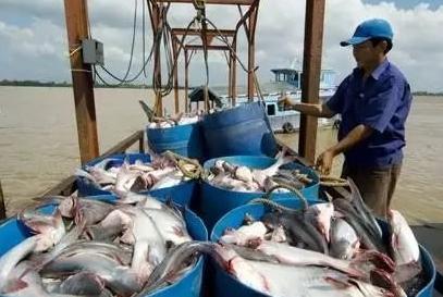 越南人怒斥：我们巴沙鱼好吃为啥中国不要？网