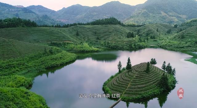 “武阳春雨”飘香“国际茶日”武义县长喊你来