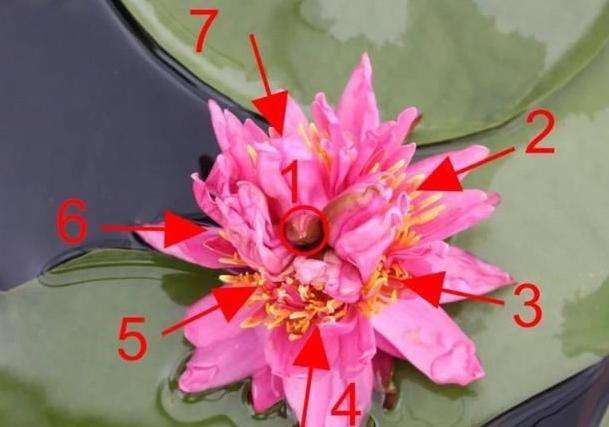 睡莲|广州七蒂睡莲拟申请吉尼斯世界纪录 网友：快拜一拜求好运