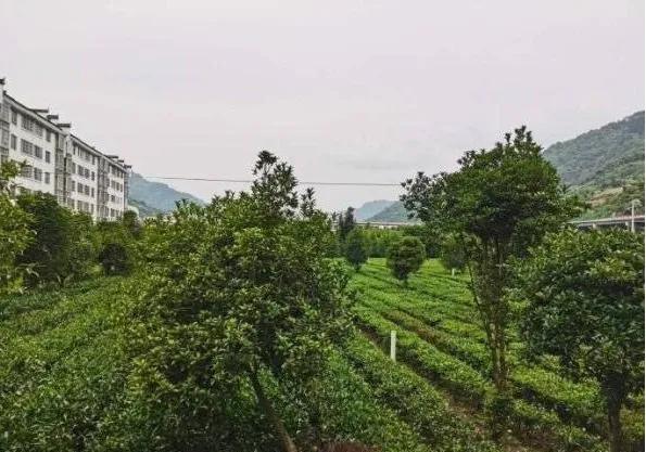 楊凌農(nóng)科，見證小康足跡——2020走出楊凌看示范活動圓滿收官