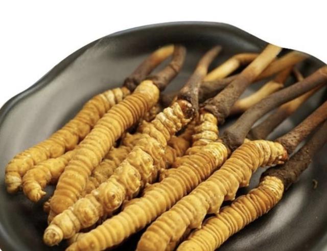 冬虫夏草真的有用吗？