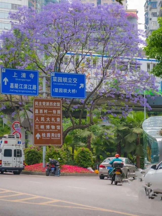 初夏的五月，重庆的蓝花楹开了。