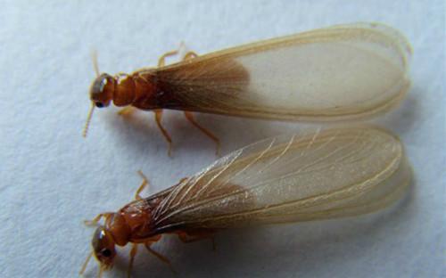 下雨天，出现长翅白蚁如何应对？