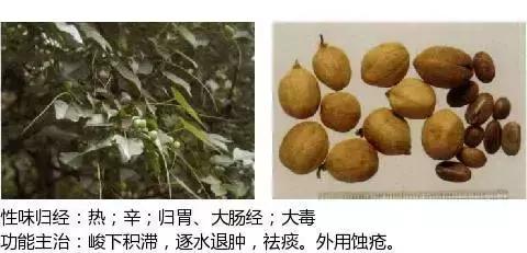 草药名称图片大全