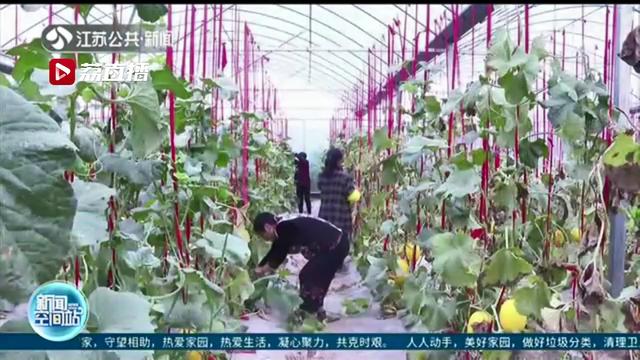金瓜：盼您施援手 涟水县双码村16万斤黄金瓜滞销