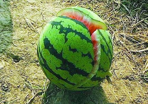 辟谣：西瓜一天炸200个，是因为使用膨大剂？瓜