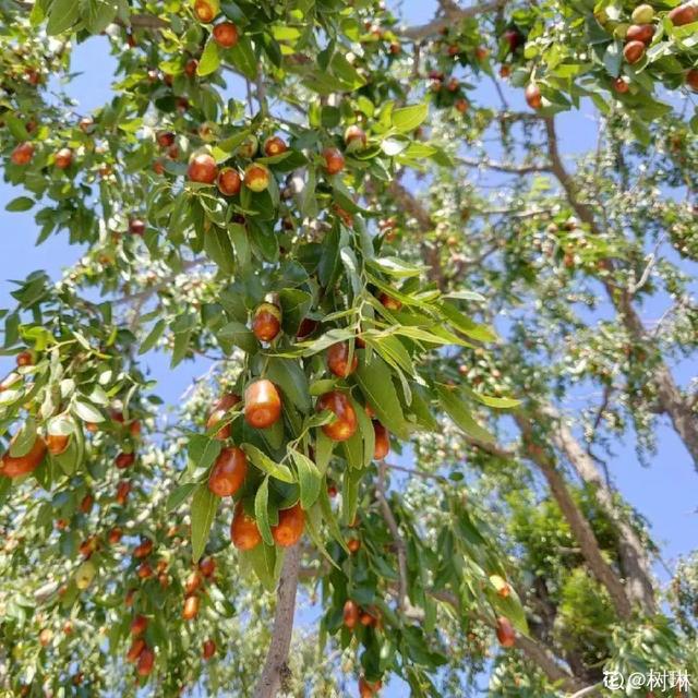 18种果树，最适合家养，风水好果子甜！