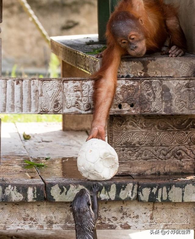 跨越种族的友情：比利时动物园里，与水獭家族建立友好联系的猩猩