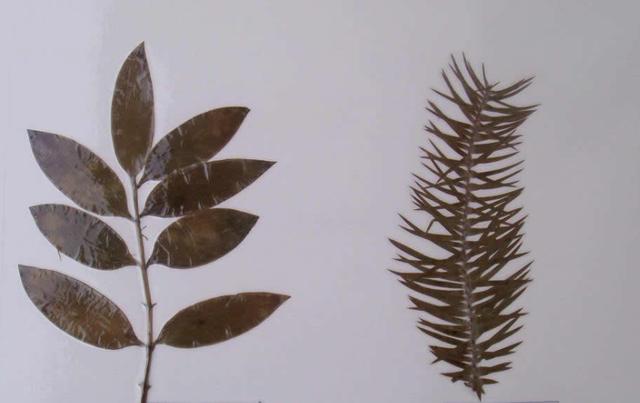 北京欧倍尔植物标本压制3D虚拟仿真软件