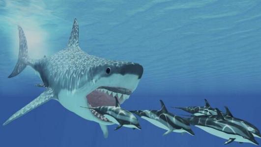 有人说有证据显示巨齿鲨还活着，就在南非海域