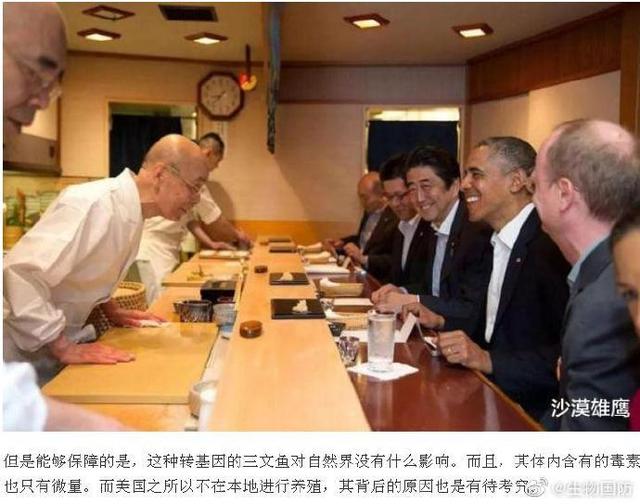 美国转基因三文鱼: 不能生育, 不准在美国养殖