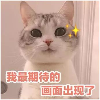 每天学点冷知识：宋代的撸猫达人究竟是谁？