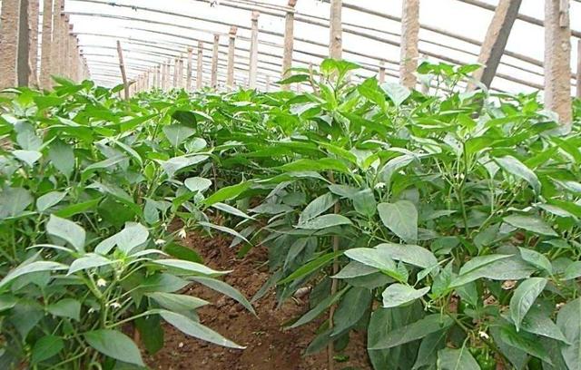 种植反季节蔬菜一年"三种三收"每亩增收15000元