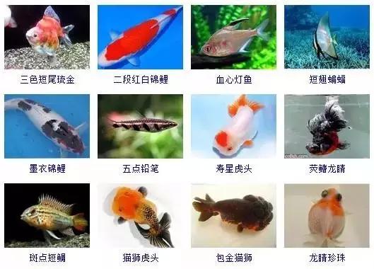 359種常見(jiàn)觀賞魚(yú)圖譜，收好不謝