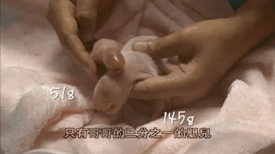 想和熊猫结婚、为看熊猫放弃妹妹婚礼！网友：