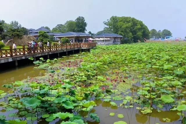 你还在长沙看橘子洲？长沙周边这7个地方的景色绝对惊艳你的夏日