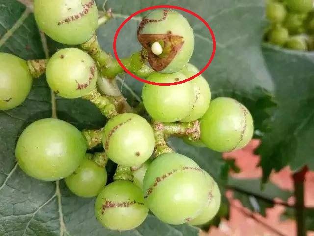 葡萄膨果期受到蓟马危害怎么办？做好管护、积极防治，才能产量高