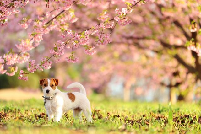 动，静，实力派 佳能发布新一代全画幅专微相机EOS R6