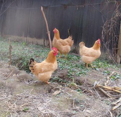 为何农家乐变成\"农家哭\"，迎来了关门潮