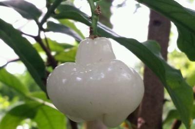 听说这是“杂交”水果火了！比蜂蜜还甜，卖高