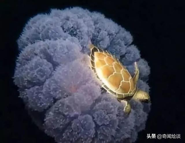 这就是神奇的大自然！这么奇妙的动物我第一次