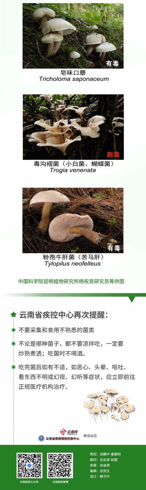 认清这些有毒野生菌，眼睛不会冒“金星”| 心连心