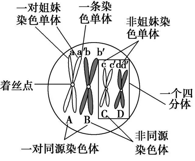 多倍体怎么减数分裂啊