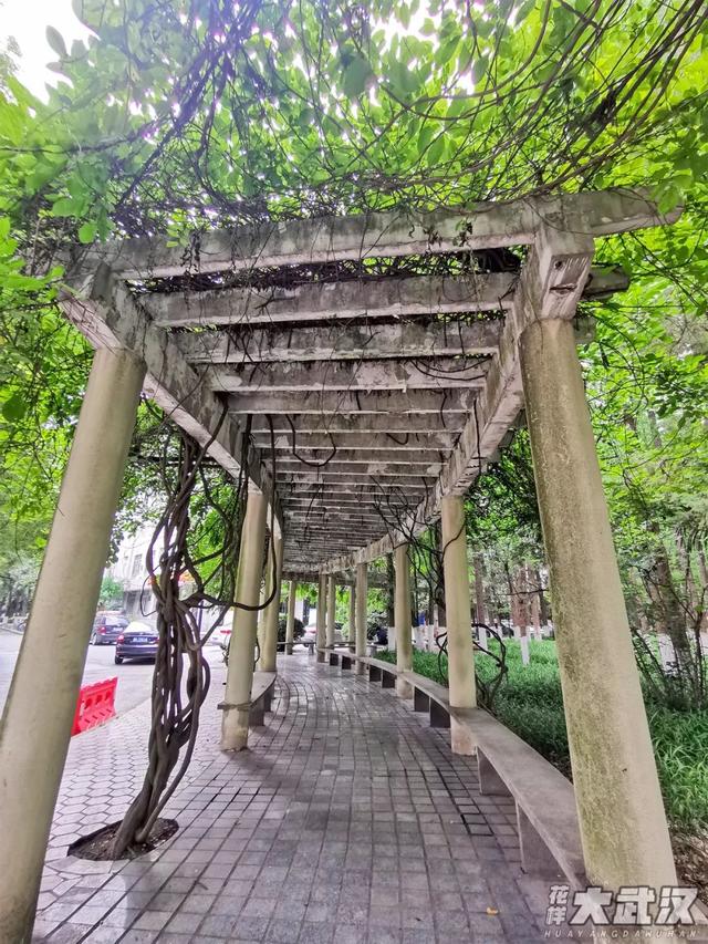 武汉科技大学，神一样的大学