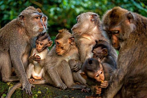 其实猴子的问题反映了对进化的一种误解