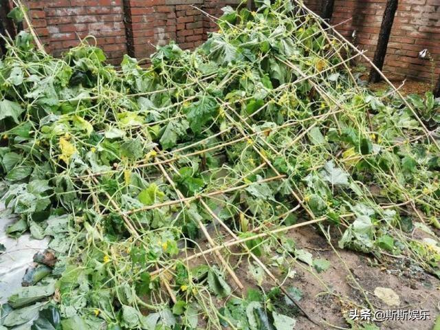 塌了|谢霆锋的菜园子塌了 网友们却从照片找细节