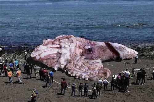现在还有巨型生物吗？北海巨妖真的存在吗