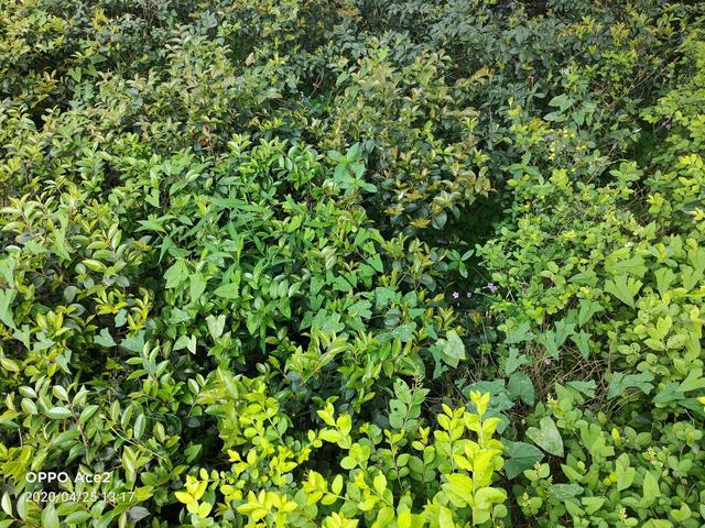 深度体验OPPO Ace2：除了双闪充组合，它能否撑起Ace体验？