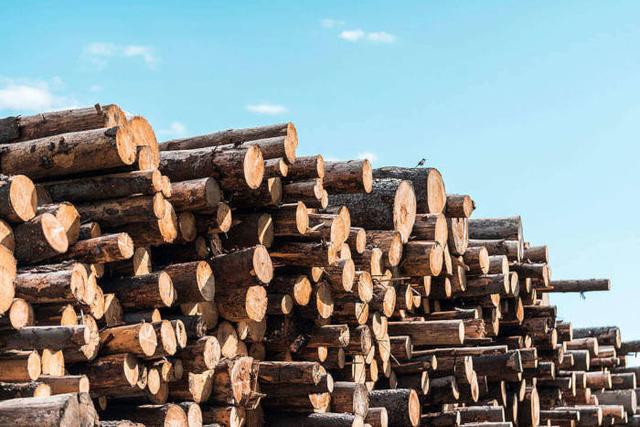 2019全球木材市场展望-第6张图片