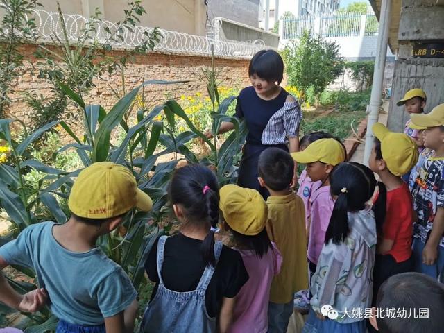 幼兒園自然教育與勞動實踐：“開心菜園”里的故事