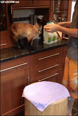 5张动物搞笑GIF，猫：不是铲屎的，我饭被你吃了？？？