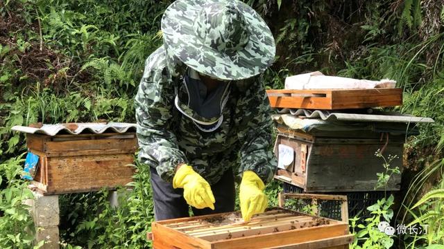 长汀宣成：贫困户深山养蜂酿造“甜蜜生活”