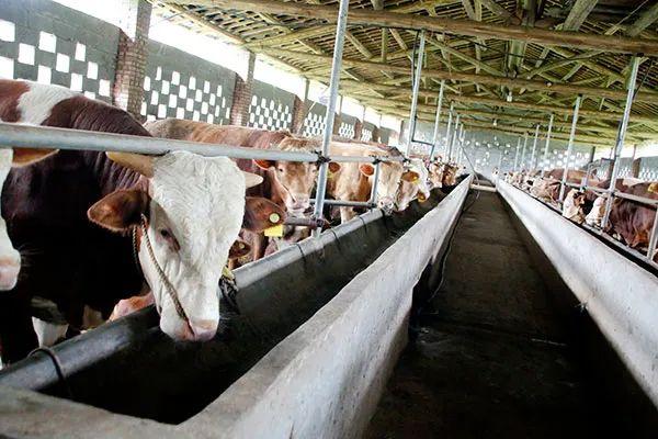 筠连县推进肉牛产业全产业链发展 打造百亿肉牛产业大县